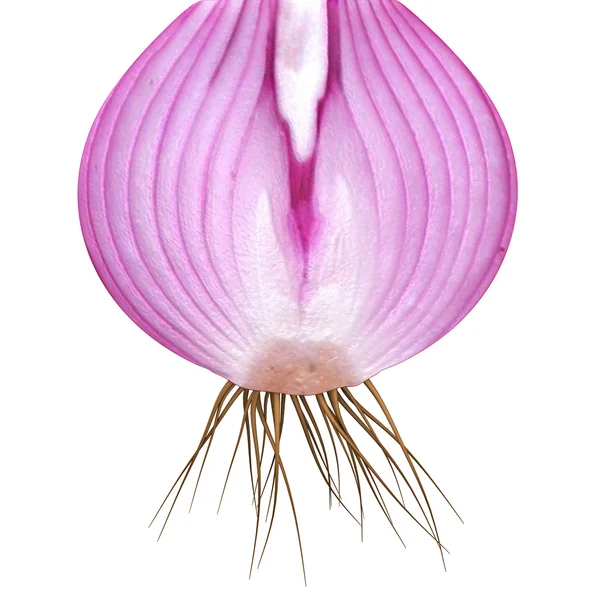 Allium cepa — Stock Photo, Image