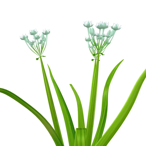 Cepa del Allium — Foto de Stock