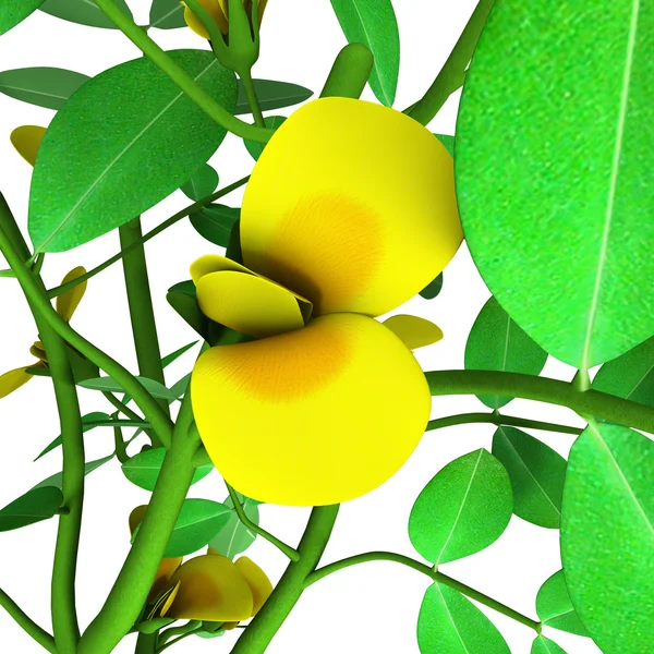 Arachis hypogea — Stock Photo, Image