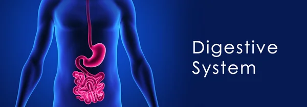 Digestive System — Stock Photo, Image