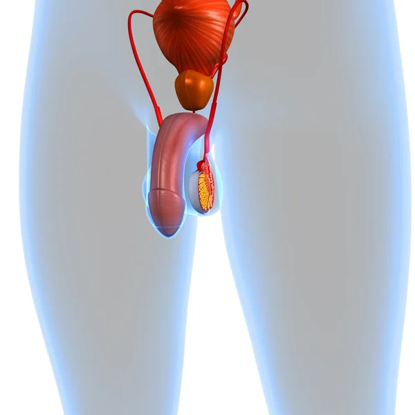 Мужская репродуктивная система — стоковое фото