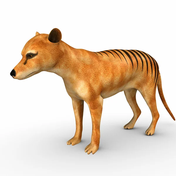 Tasmanian tiger — Stockfoto