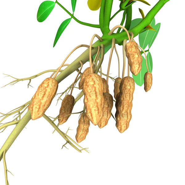 Arachis-Hypogäe — Stockfoto