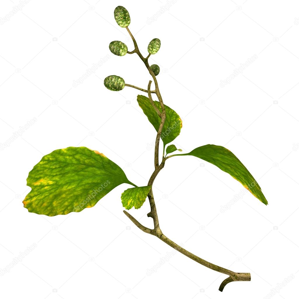 ハンノキ属 Alder Japaneseclass Jp ハンノキ属 Alder Japaneseclass Jp