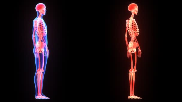 Esqueleto Humano — Vídeo de Stock