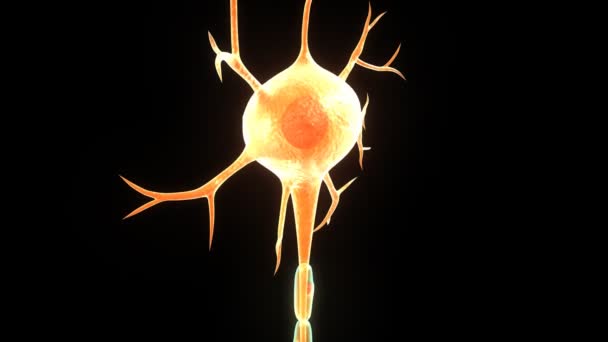 Neurona — Vídeo de stock