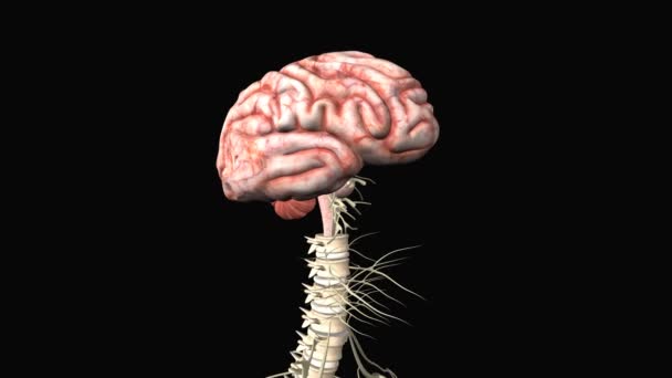 Cerebro humano — Vídeos de Stock