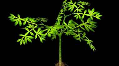 Amorphophallus