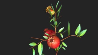Punica granatum