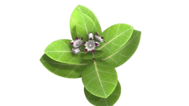 Calotropis — Stockvideo