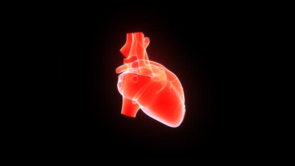 Coeur humain