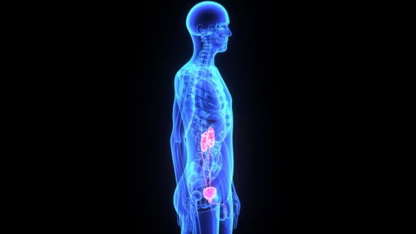 Kidneys — Stock Footage Kidneys Royalty Free Stock Footage