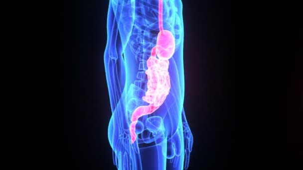 Digestive System — Stock Video