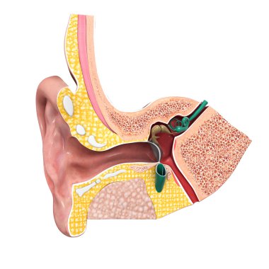 kulak anatomisi