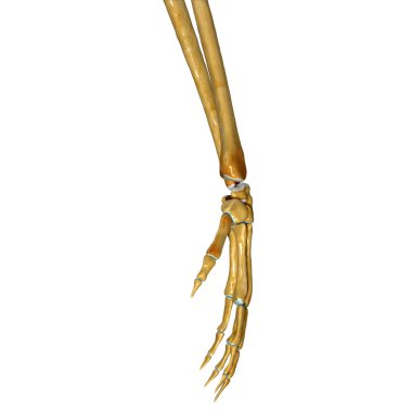 El bileği eklemleri