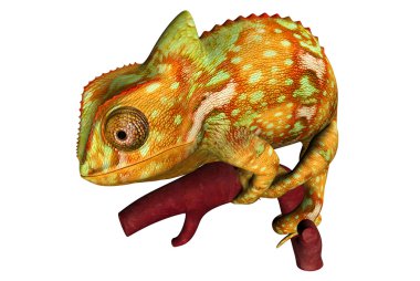 bukalemun