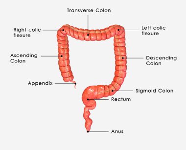 Large intestine clipart