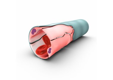 Capillary walls with cells clipart