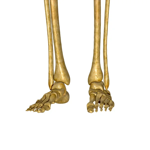 Skeleton benen — Stockfoto