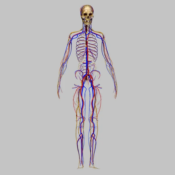 Crâne avec système nerveux — Photo