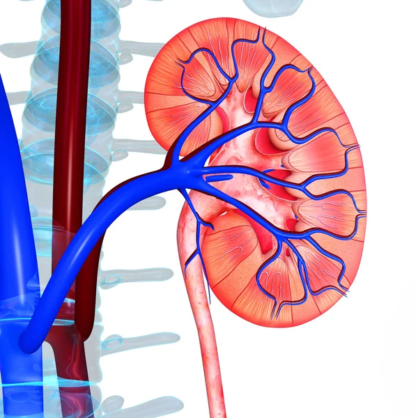 Kidneys — Stock Photo, Image