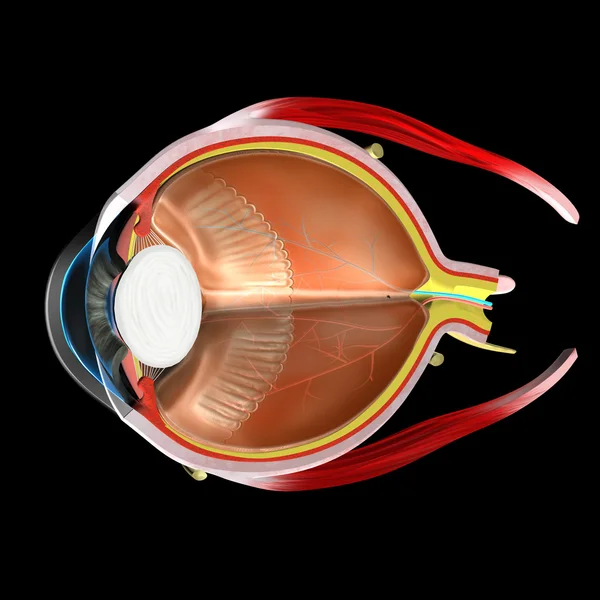 Anatomía ocular — Foto de Stock