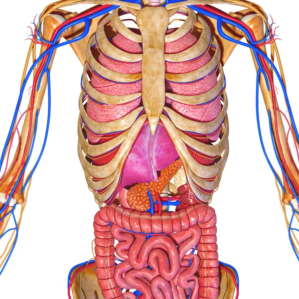 Skeleton and digestive system — Stock Photo, Image