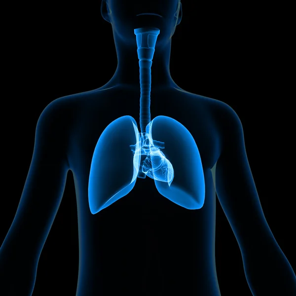 Lungs — Stock Photo, Image