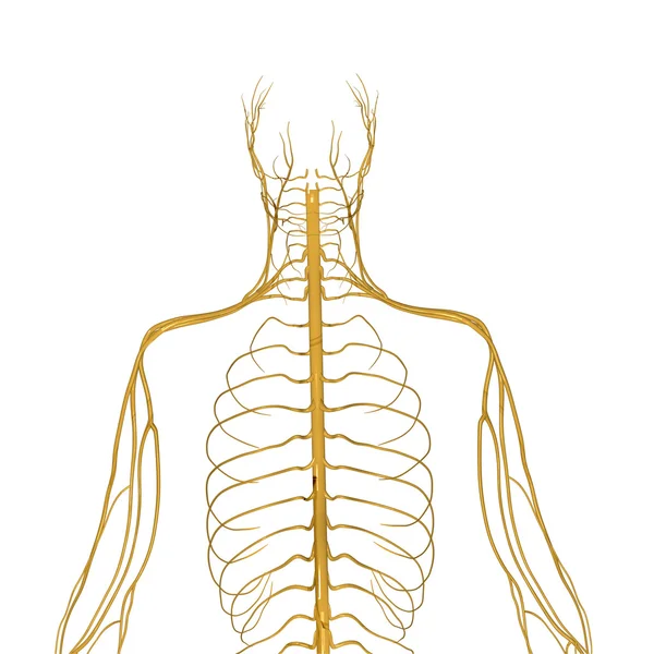 Nerves — Stock Photo, Image