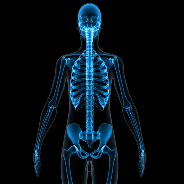 Skeleton — Stock Photo, Image