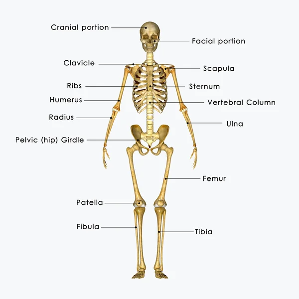 Skeleton — Stock Photo, Image