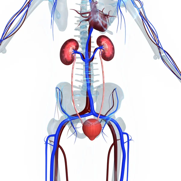 Kidneys — Stock Photo, Image