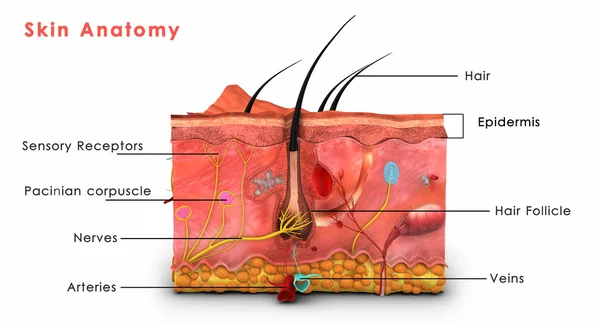 Anatomía de la piel — Foto de Stock