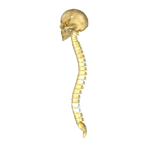 Cráneo con columna vertebral — Foto de Stock