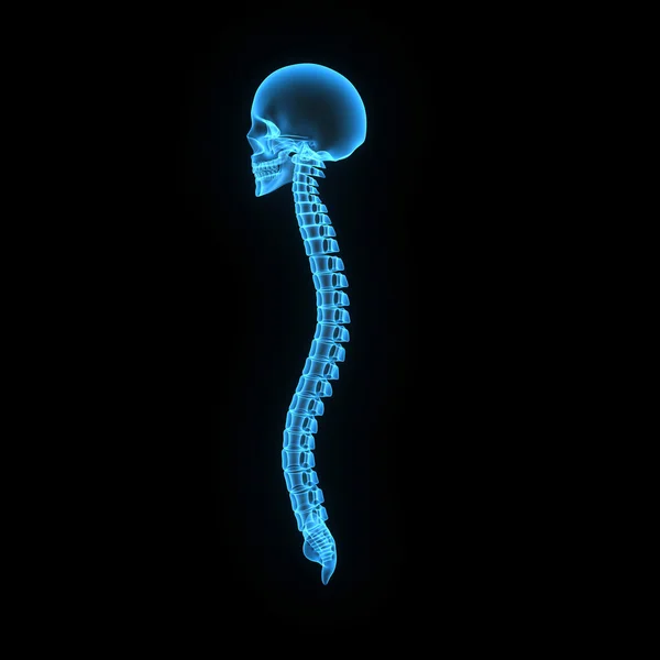 Schädel mit Rückenknochen — Stockfoto