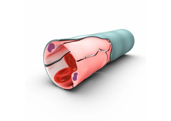 Капиллярные стенки с клетками — стоковое фото