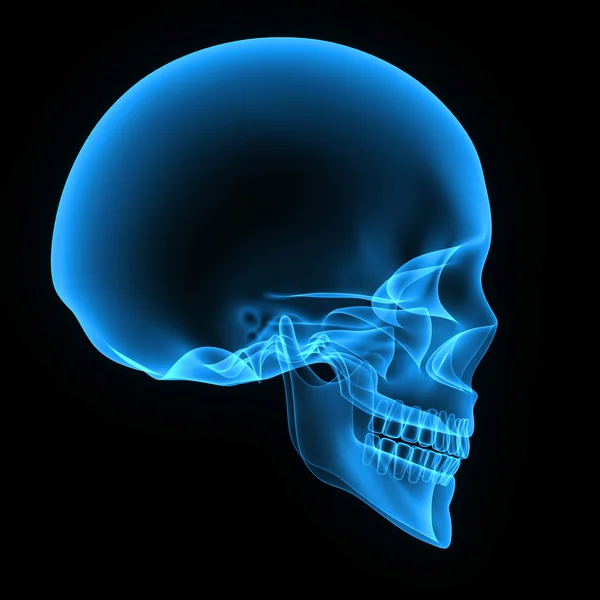 Skull — Stock Photo, Image