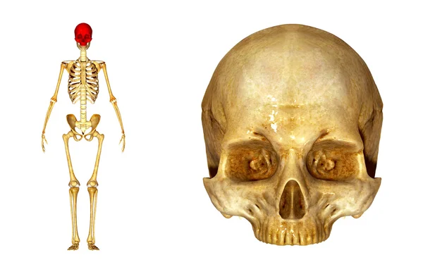 Bovenste deel van de schedel — Stockfoto