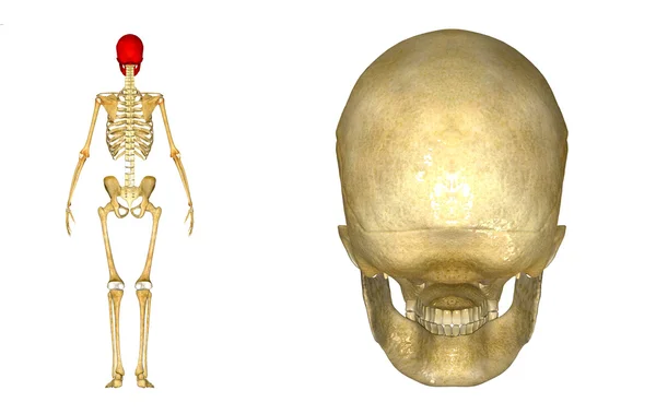 Skull — Stock Photo, Image