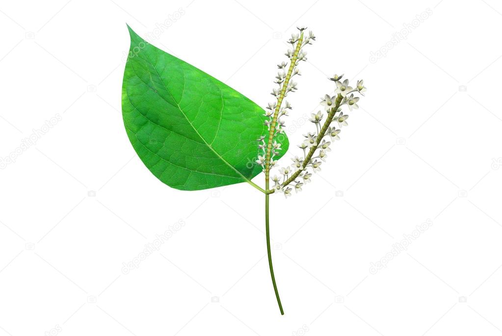 Polygonum