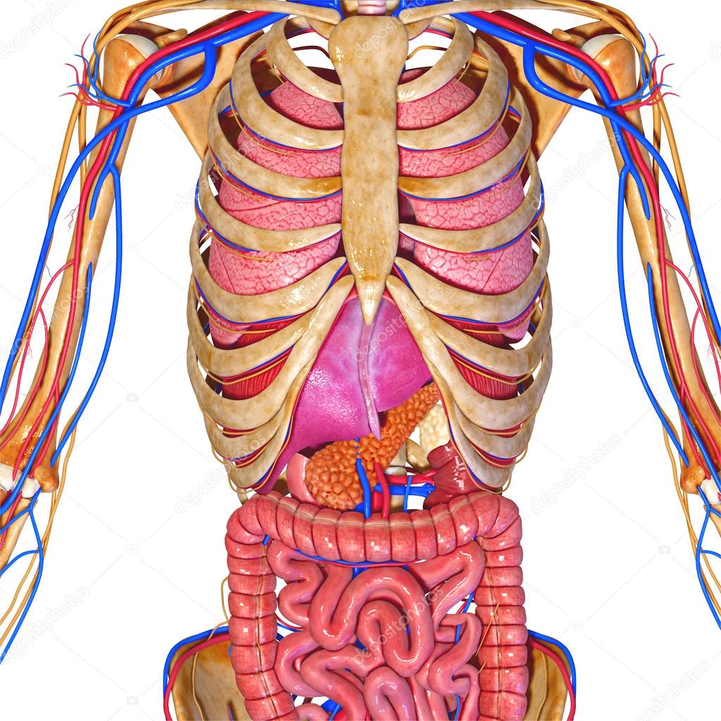 Skeleton and digestive system