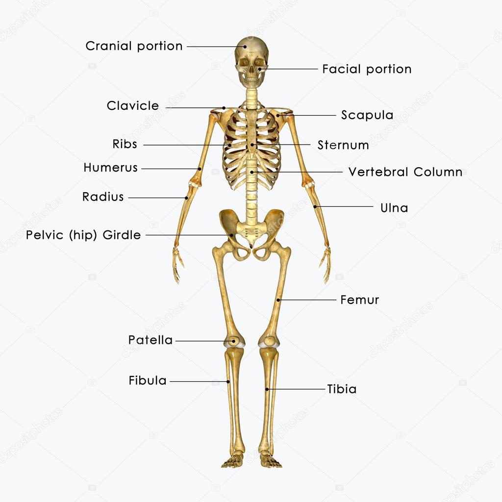 Skeleton