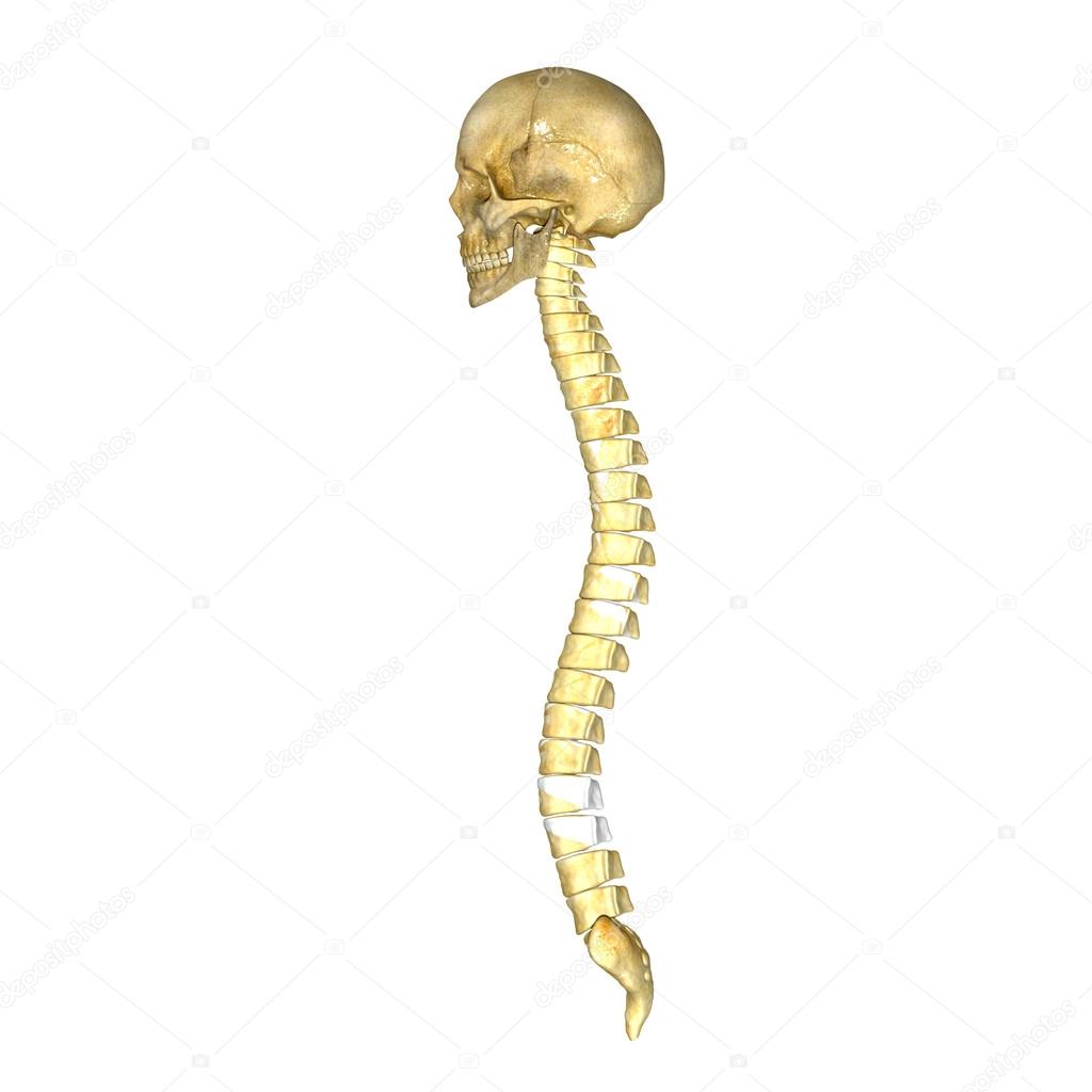 Skull with back bone