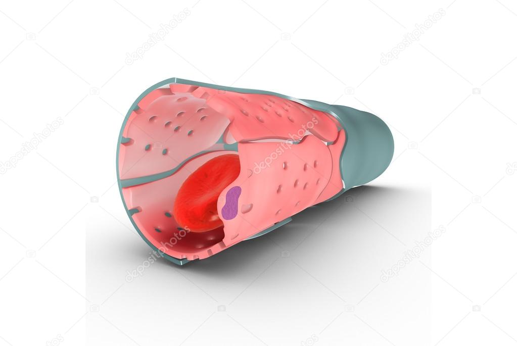 Capillary walls with cells — Stock Photo © sciencepics 63058431
