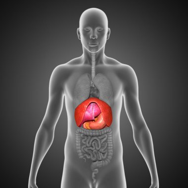 İnsan organları bağırsak
