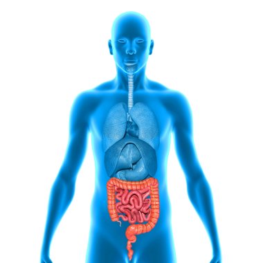 Small and large intestine clipart