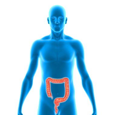 Large intestine clipart