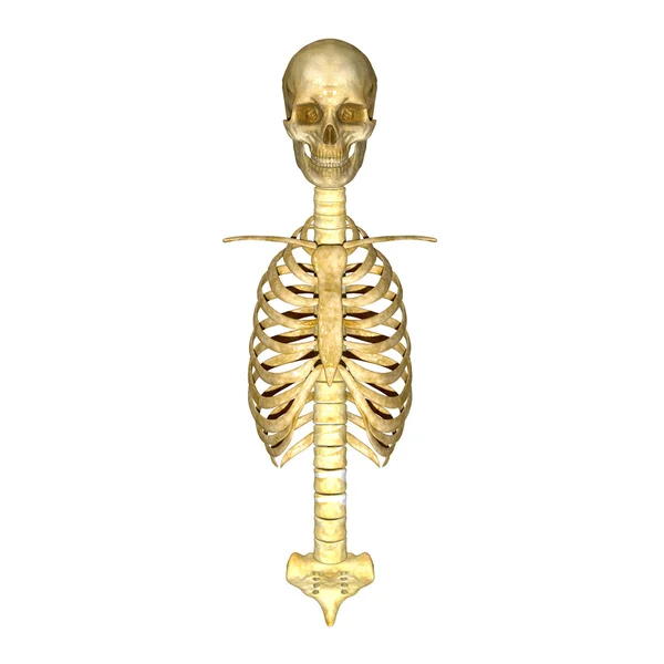 Skull with ribs — Stock Photo, Image