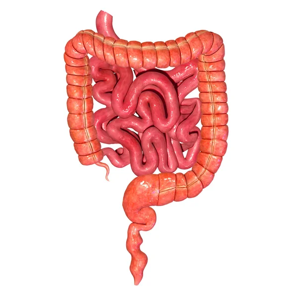 Intestino piccolo e grande — Foto Stock