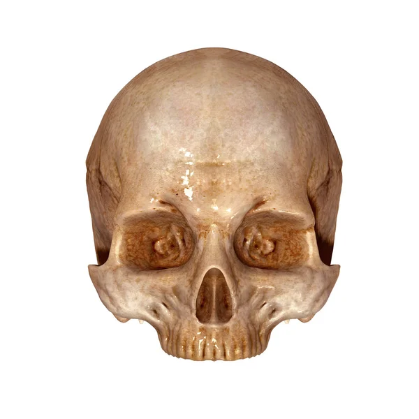 Skull upper part — Stock Photo, Image